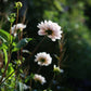 Dahlia 'Silver Years'