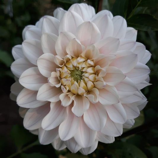 Silver Years Waterlily Dahlia